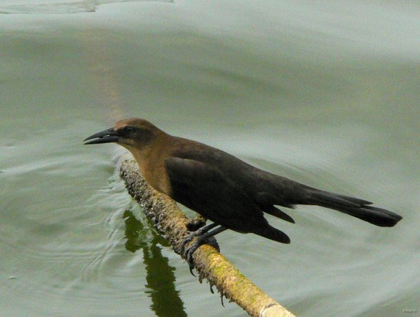 151- Un oiseau sur notre amarre deja bien chargee 